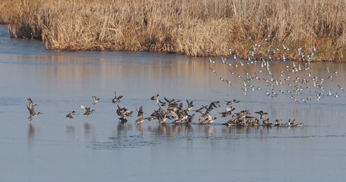 コガモ - ML646588358