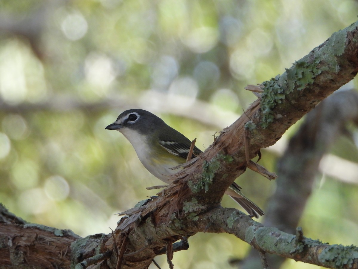 フタスジモズモドキ - ML646588359