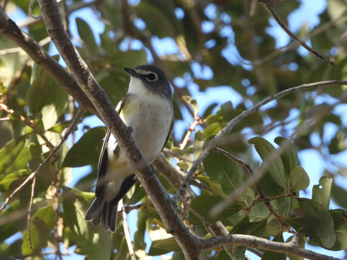 フタスジモズモドキ - ML646588360