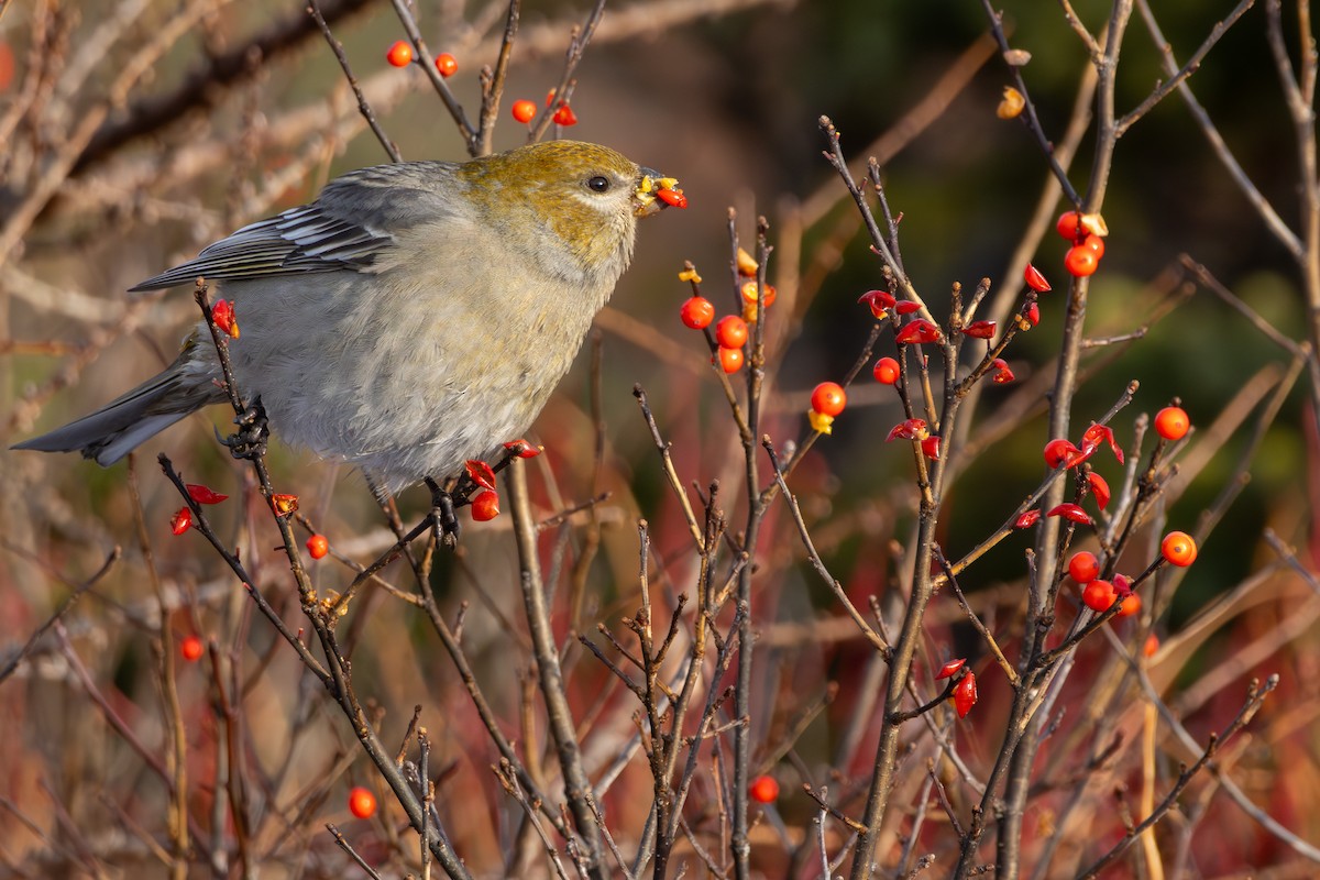 פתיאלי אורנים - ML646588362