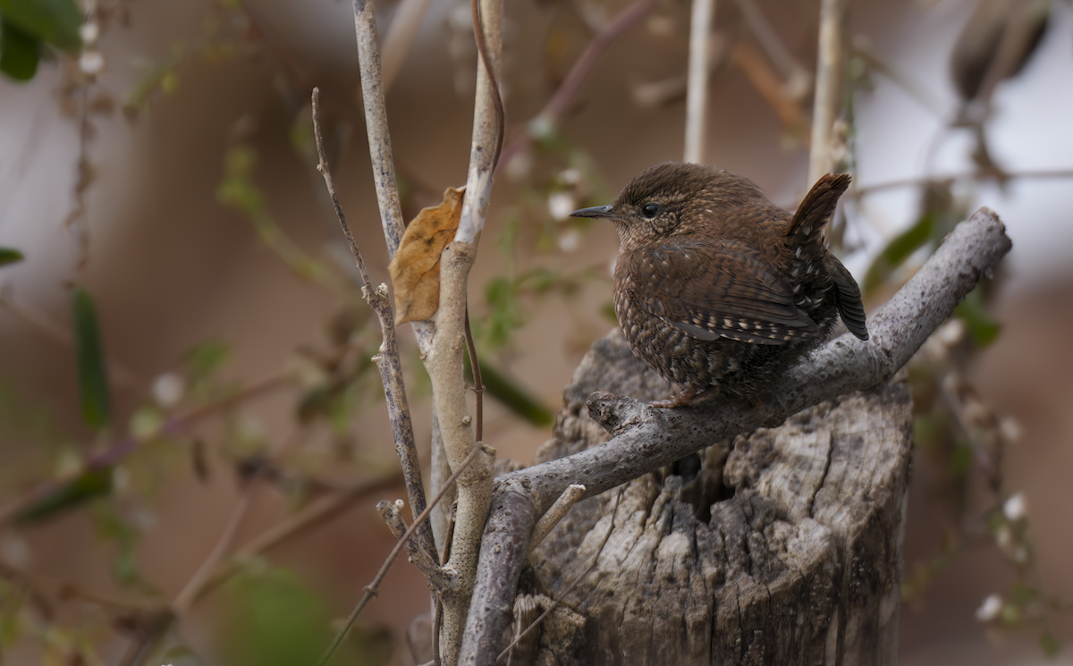 Winter Wren - ML646588363