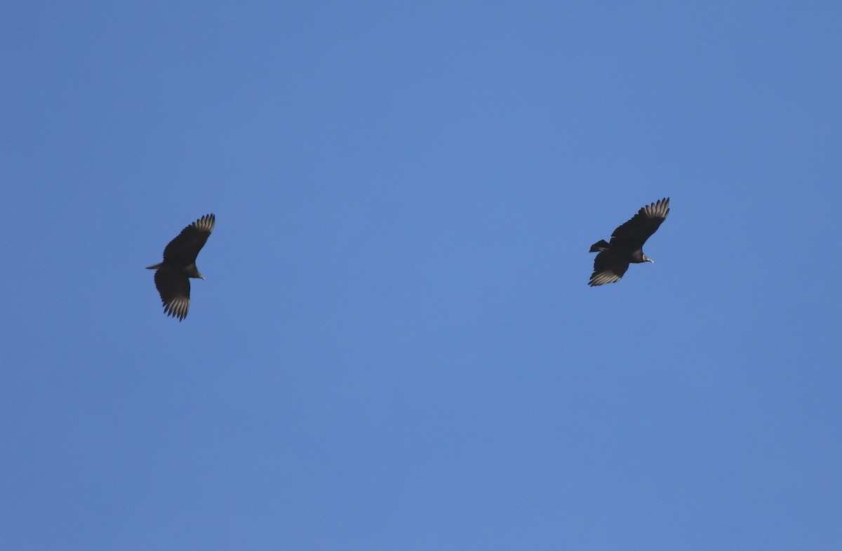 Rabengeier - ML646588367