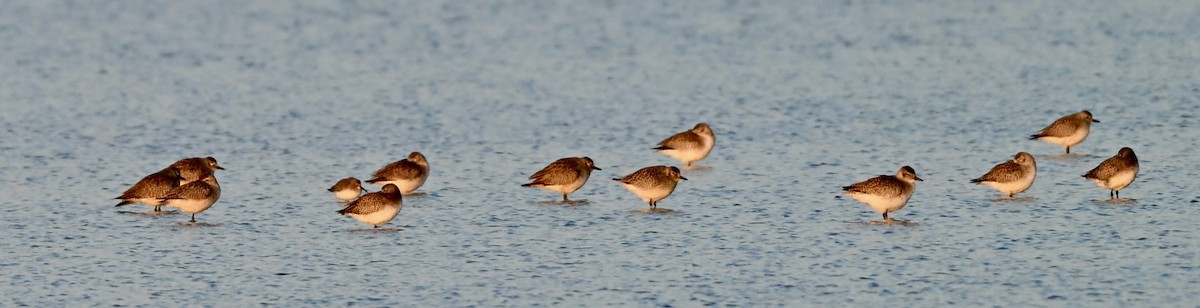 Pivieressa - ML646588368