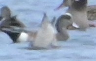 American Wigeon - ML646588369