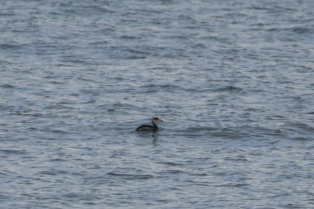 טבלן אפור-לחיים - ML646588370