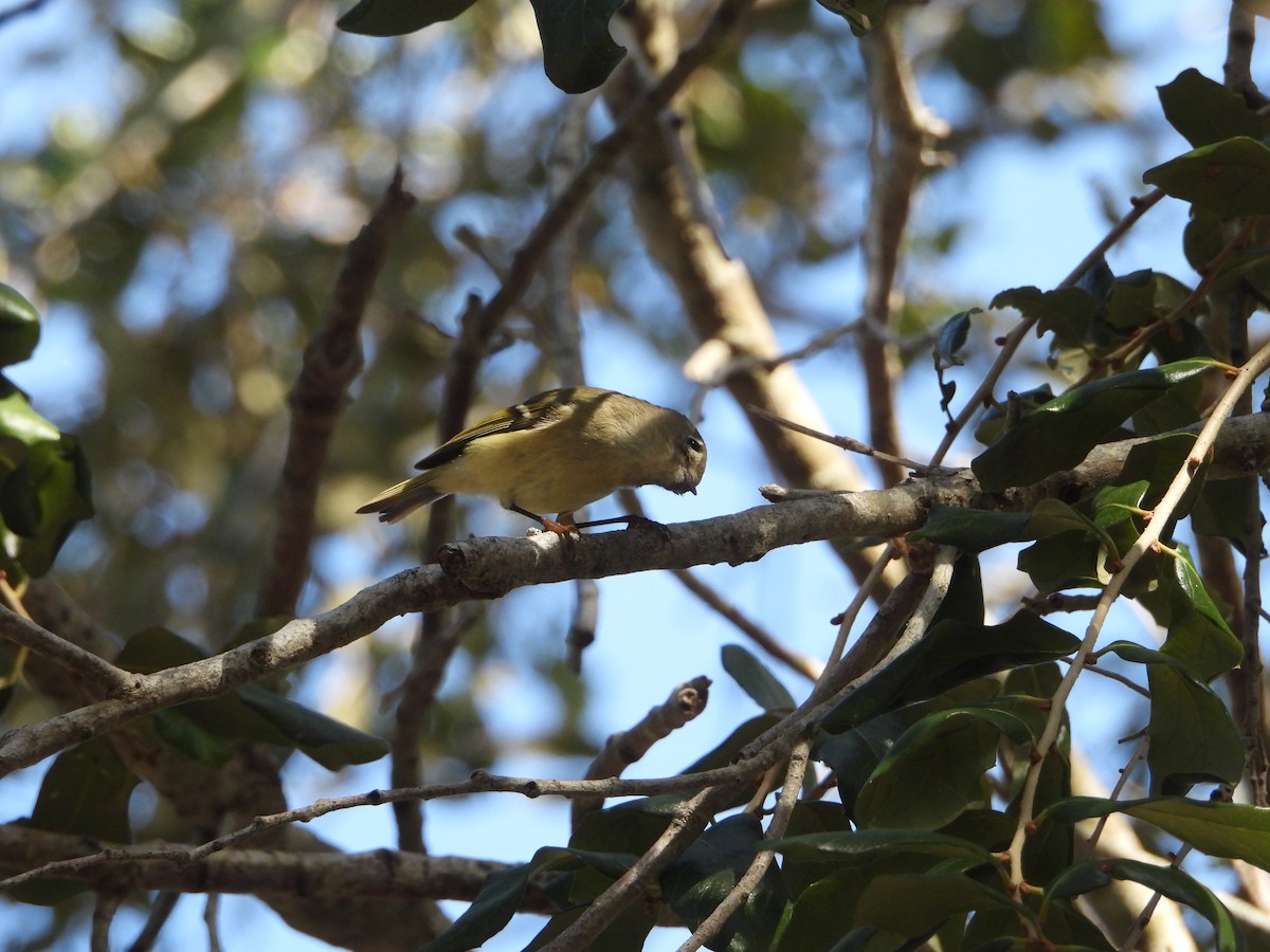 Ruby-crowned Kinglet - ML646588371