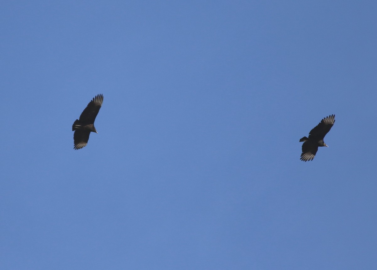 Rabengeier - ML646588372