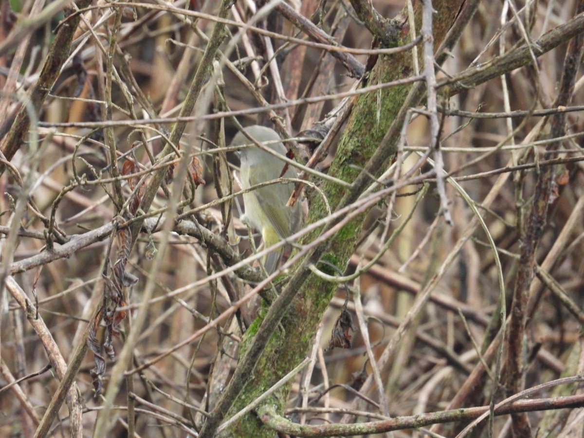 Orange-crowned Warbler - ML646588373