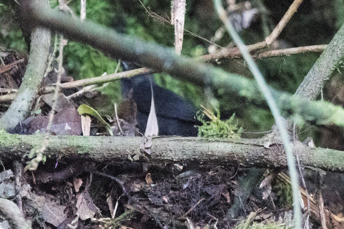Blackish Tapaculo - ML646588374
