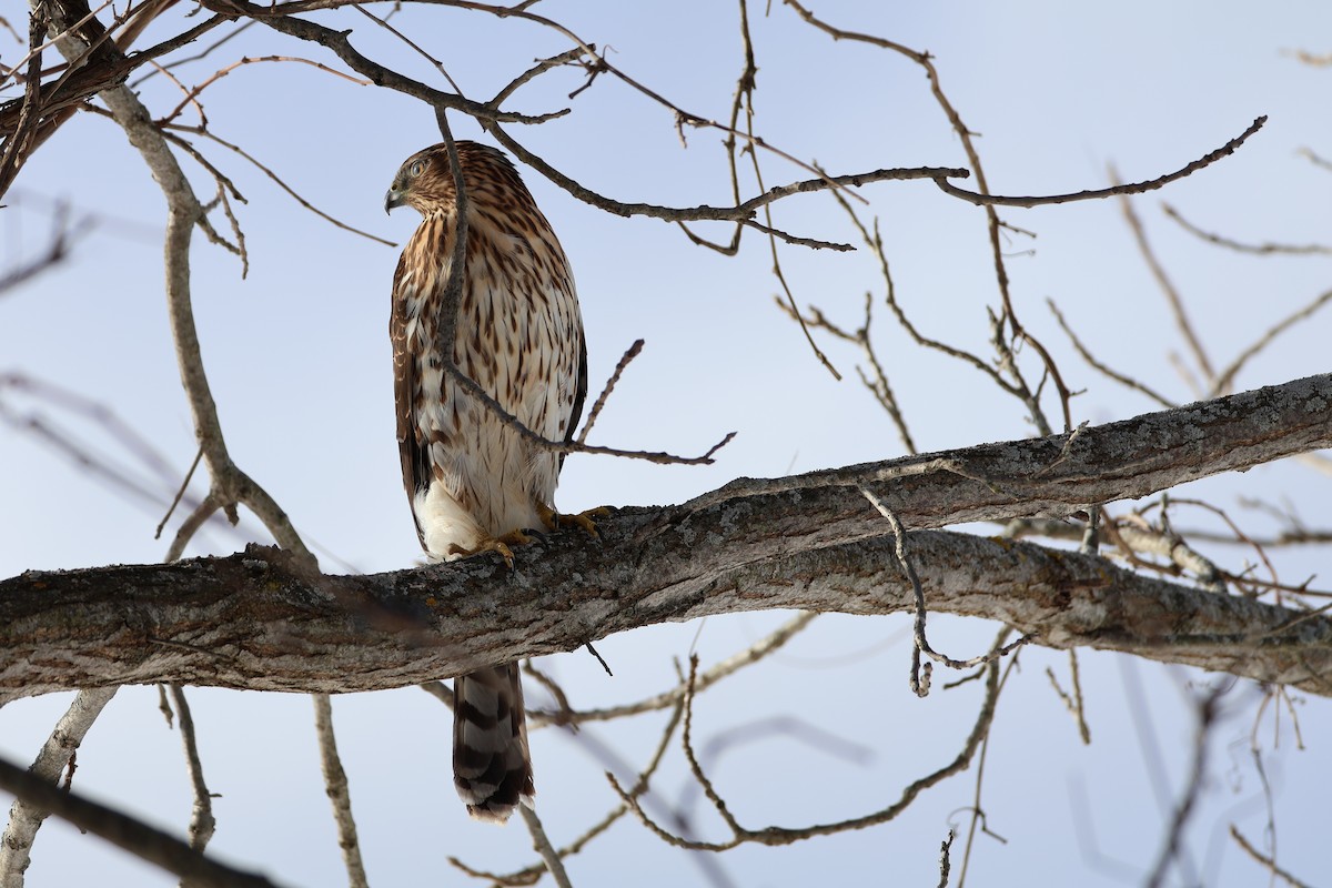 Cooper's Hawk - ML646588376