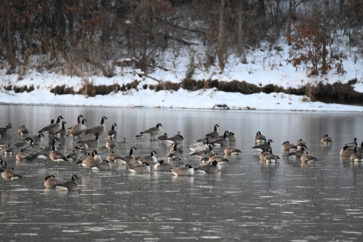 Canada Goose - ML646588377