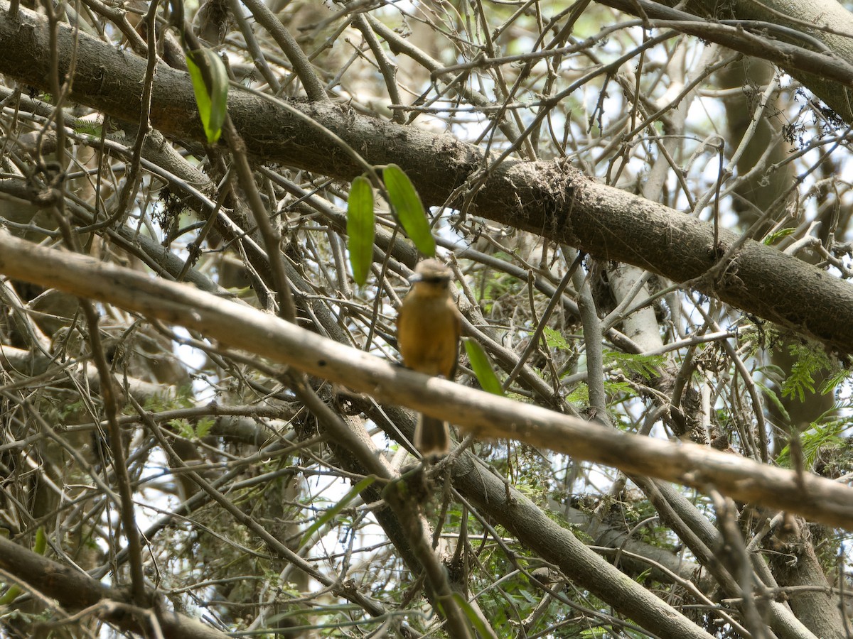 Kızıl Sinek Tiranı - ML646588382