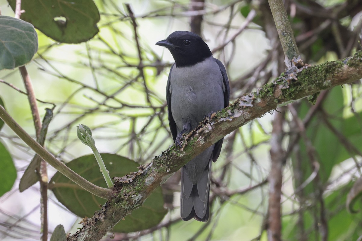 Madagascar Cuckooshrike - ML646588383