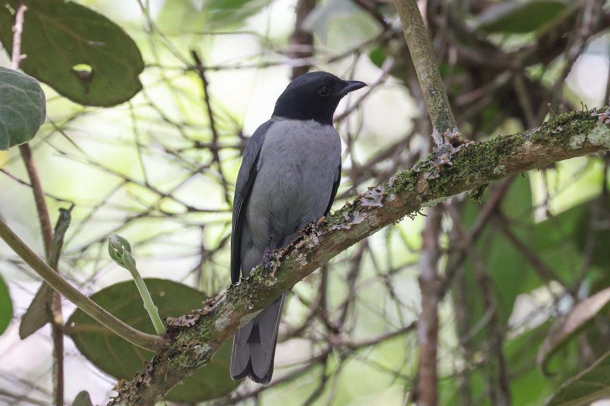 Madagascar Cuckooshrike - ML646588384