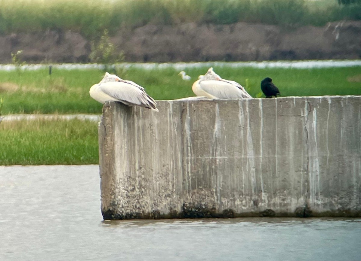 Hint Pelikanı - ML646588385