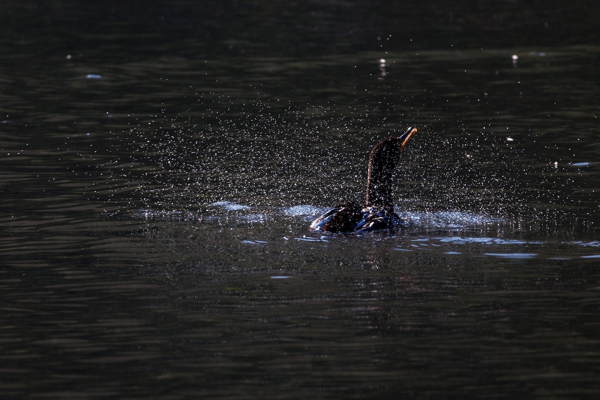 Double-crested Cormorant - ML646588387