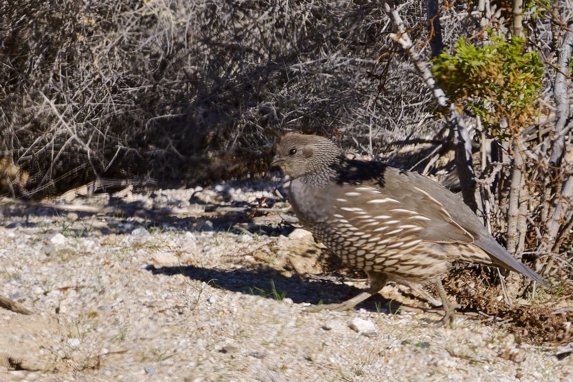 Colín de California - ML646588388