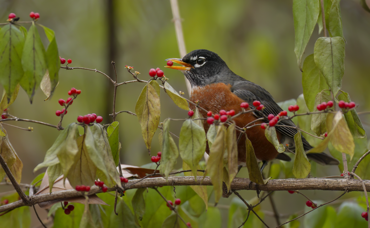 American Robin - ML646588389