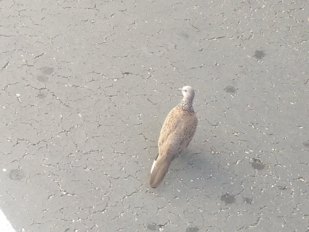 Spotted Dove - ML646588390