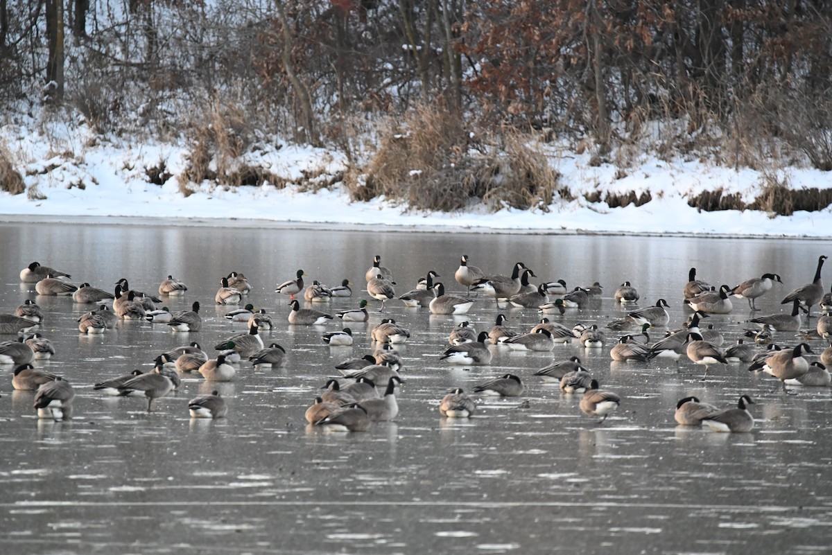 Canada Goose - ML646588393