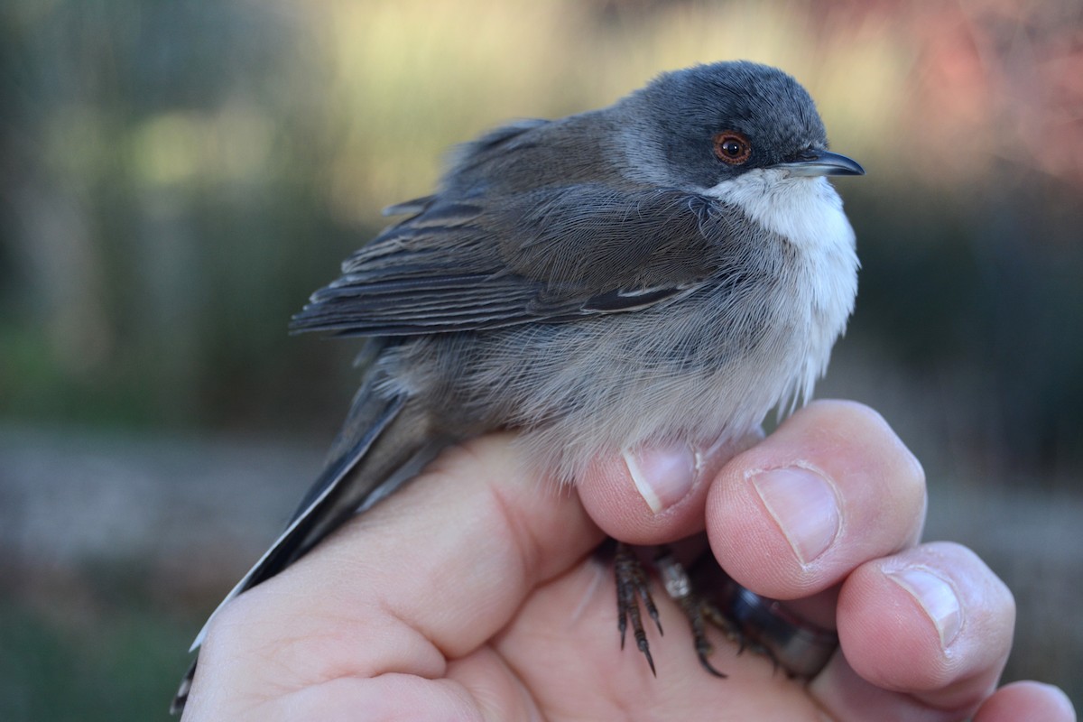 Samtkopf-Grasmücke - ML646588394