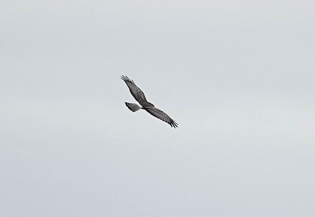 Hudsonweihe - ML646588399