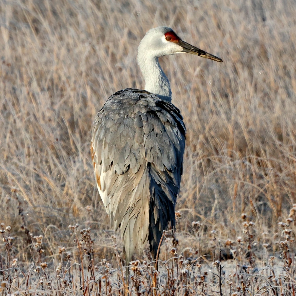 カナダヅル - ML646588401