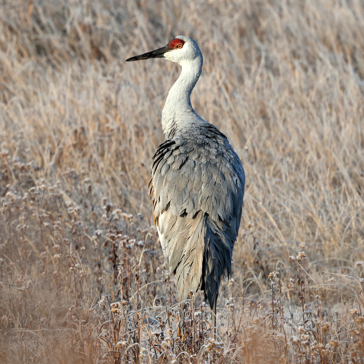 カナダヅル - ML646588402