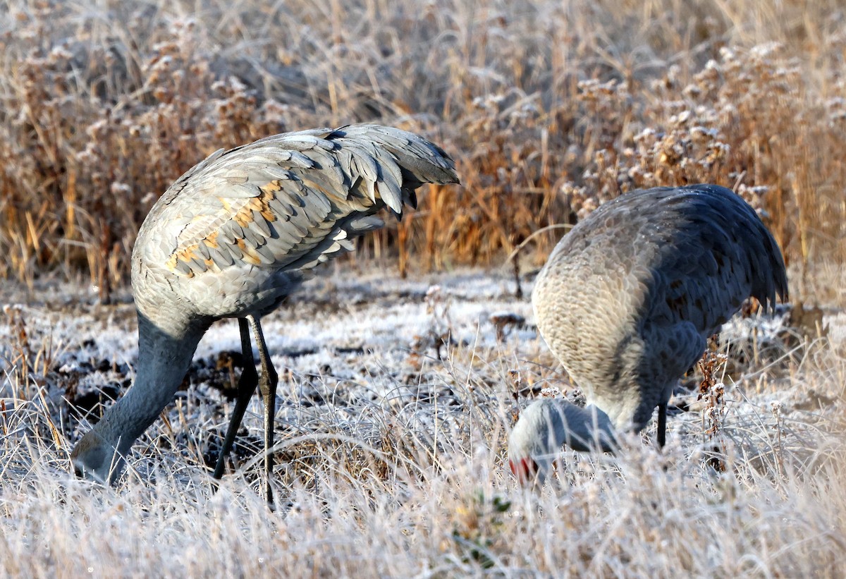 カナダヅル - ML646588403