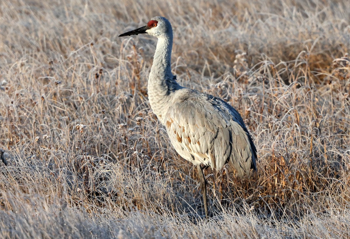 カナダヅル - ML646588404