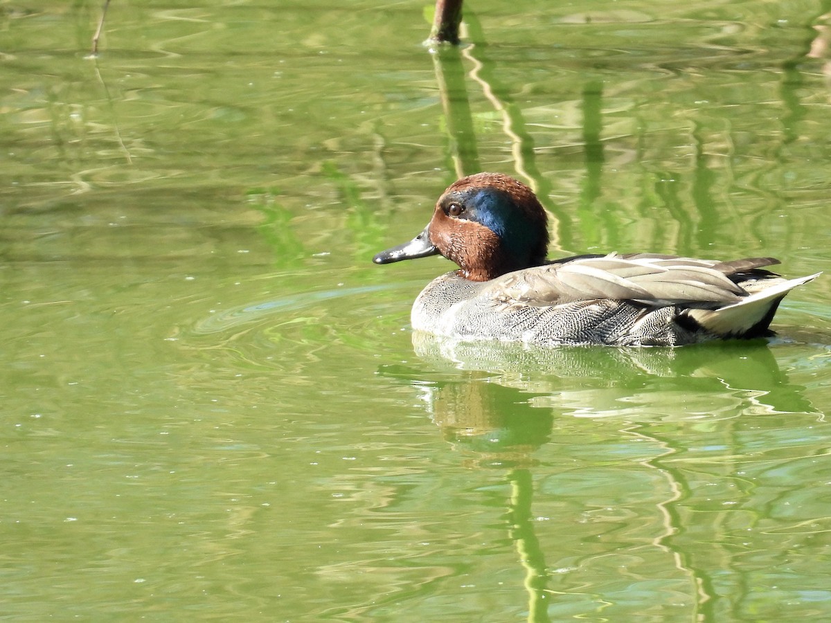 Green-winged Teal - ML646588405