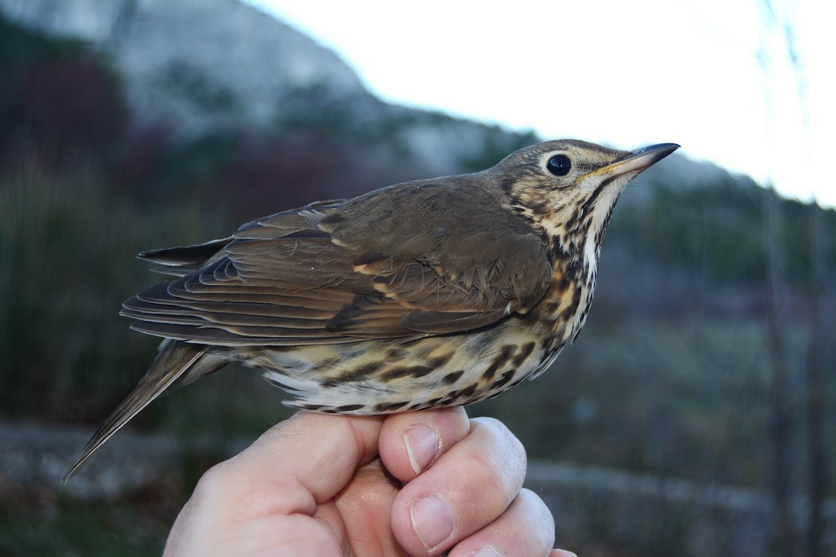 Singdrossel - ML646588406