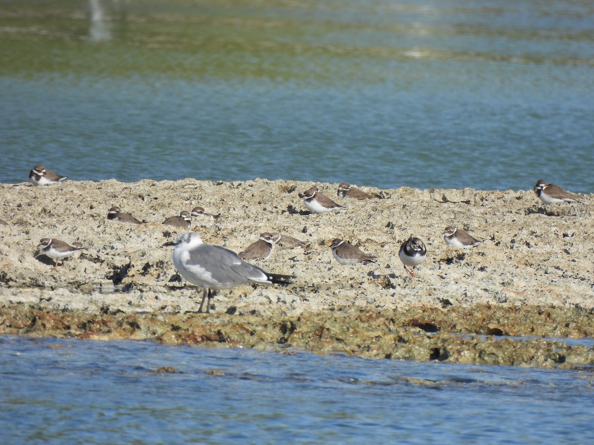 Semipalmated Plover - ML646588407