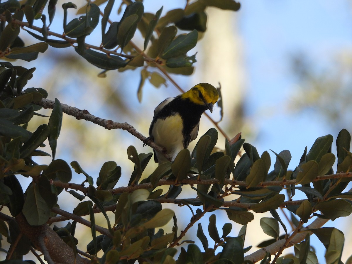 Black-throated Green Warbler - ML646588412