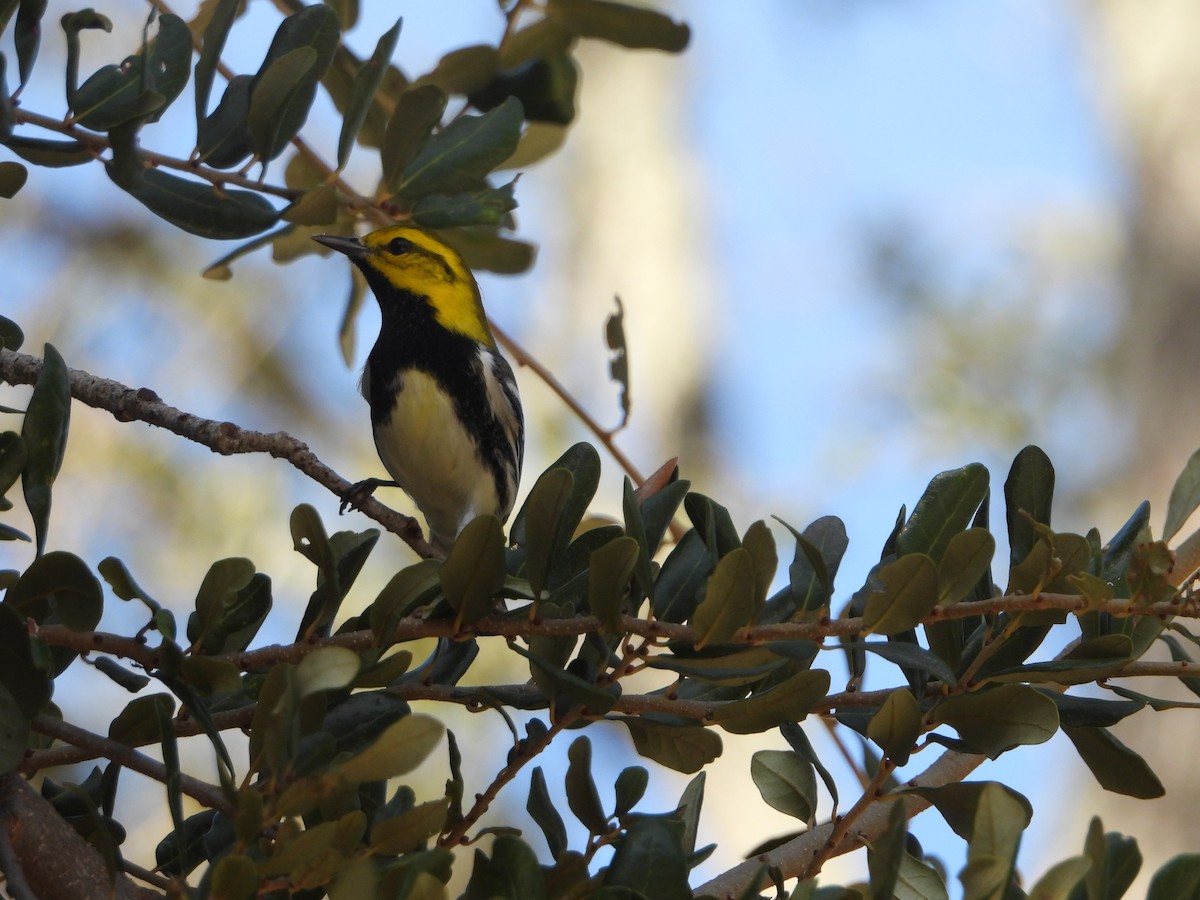 Black-throated Green Warbler - ML646588413