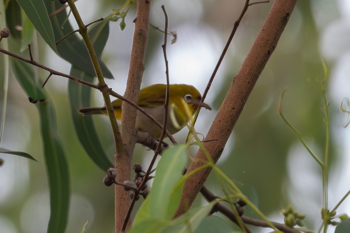 Bengal Gözlükçüsü - ML646588414