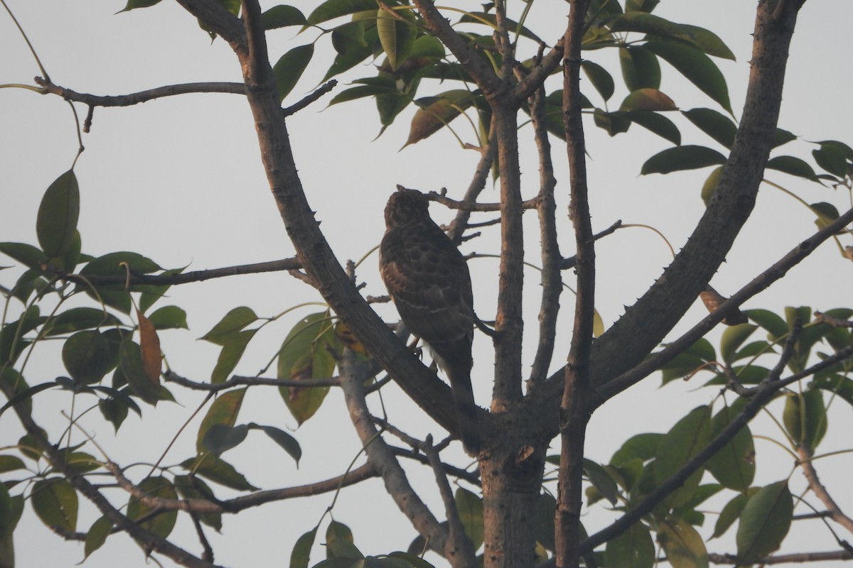 Autour huppé - ML646588416