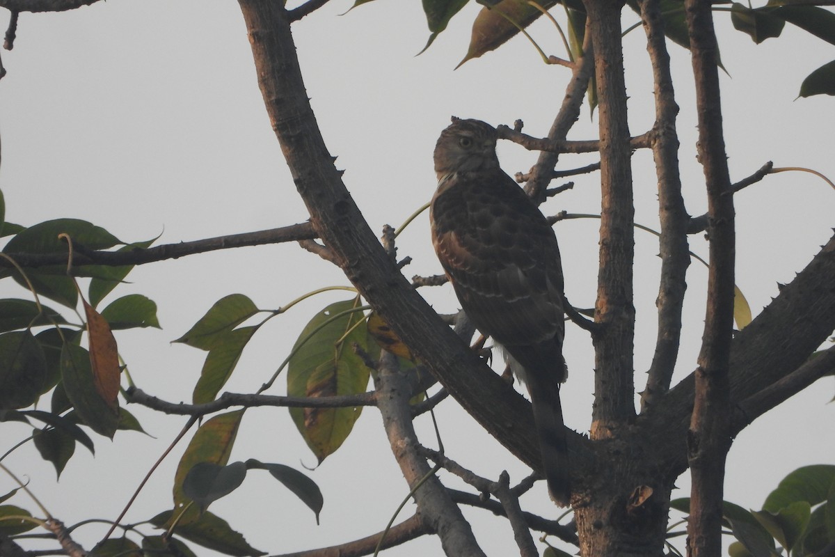 Autour huppé - ML646588417