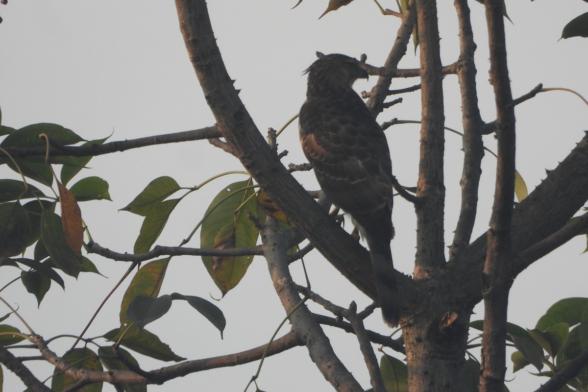 Autour huppé - ML646588418