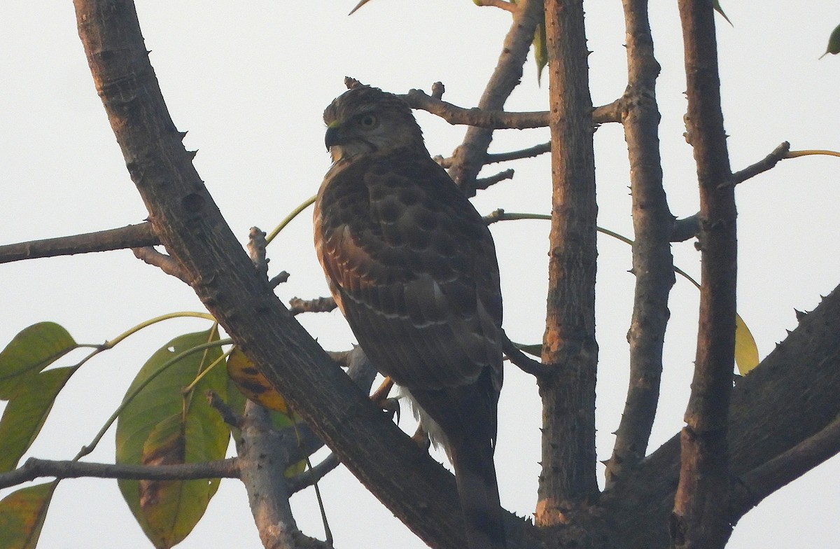 Autour huppé - ML646588419