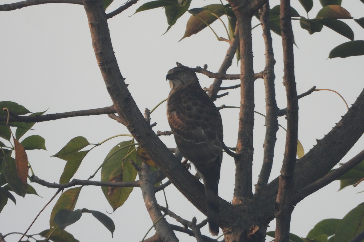 Autour huppé - ML646588420