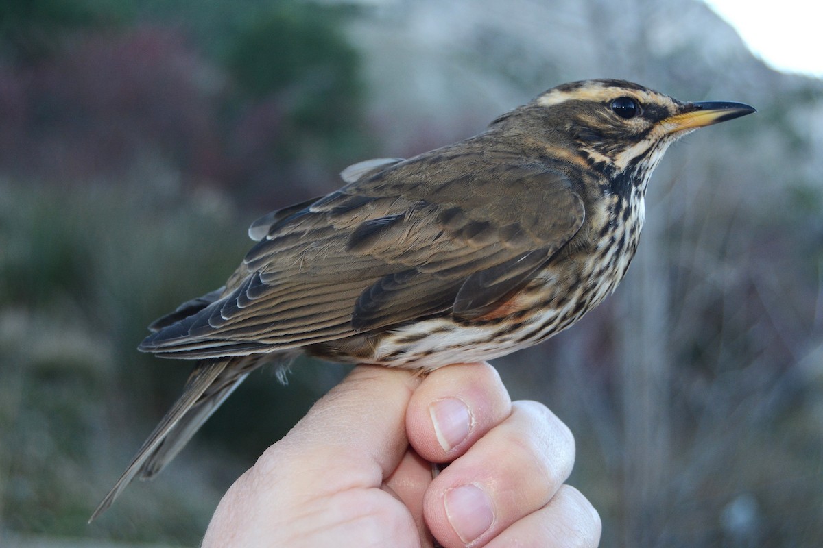 Rotdrossel - ML646588421