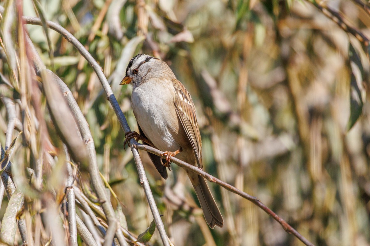 White-crowned Sparrow - ML646588422