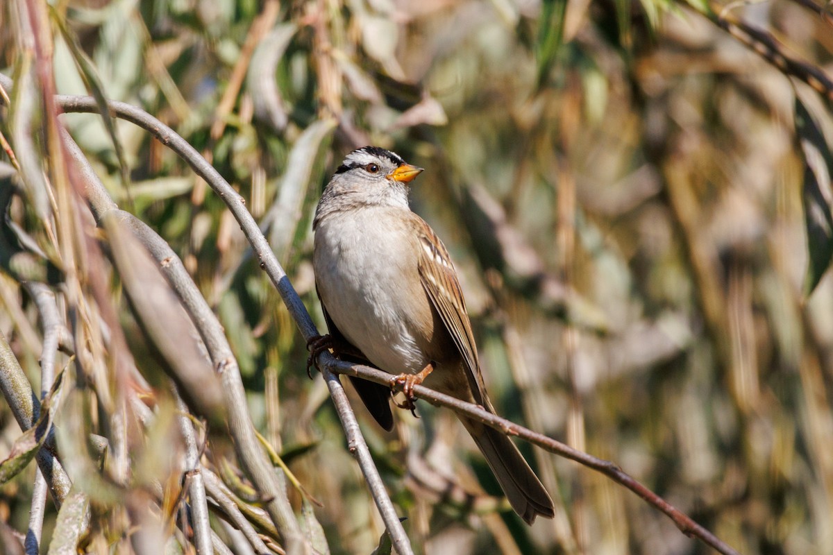 White-crowned Sparrow - ML646588423