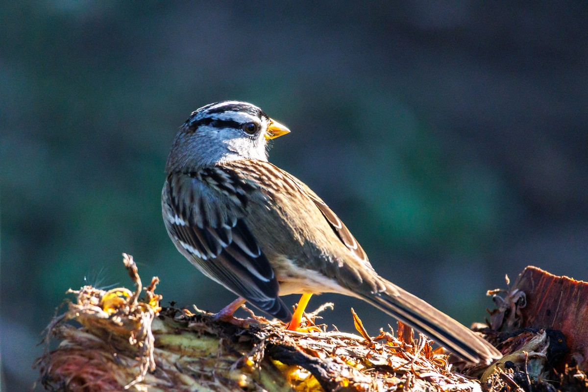 White-crowned Sparrow - ML646588424
