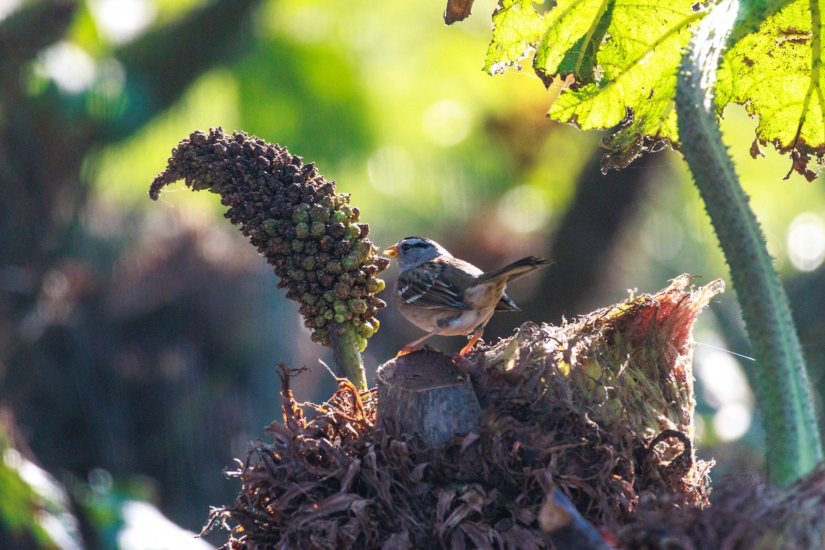 White-crowned Sparrow - ML646588425