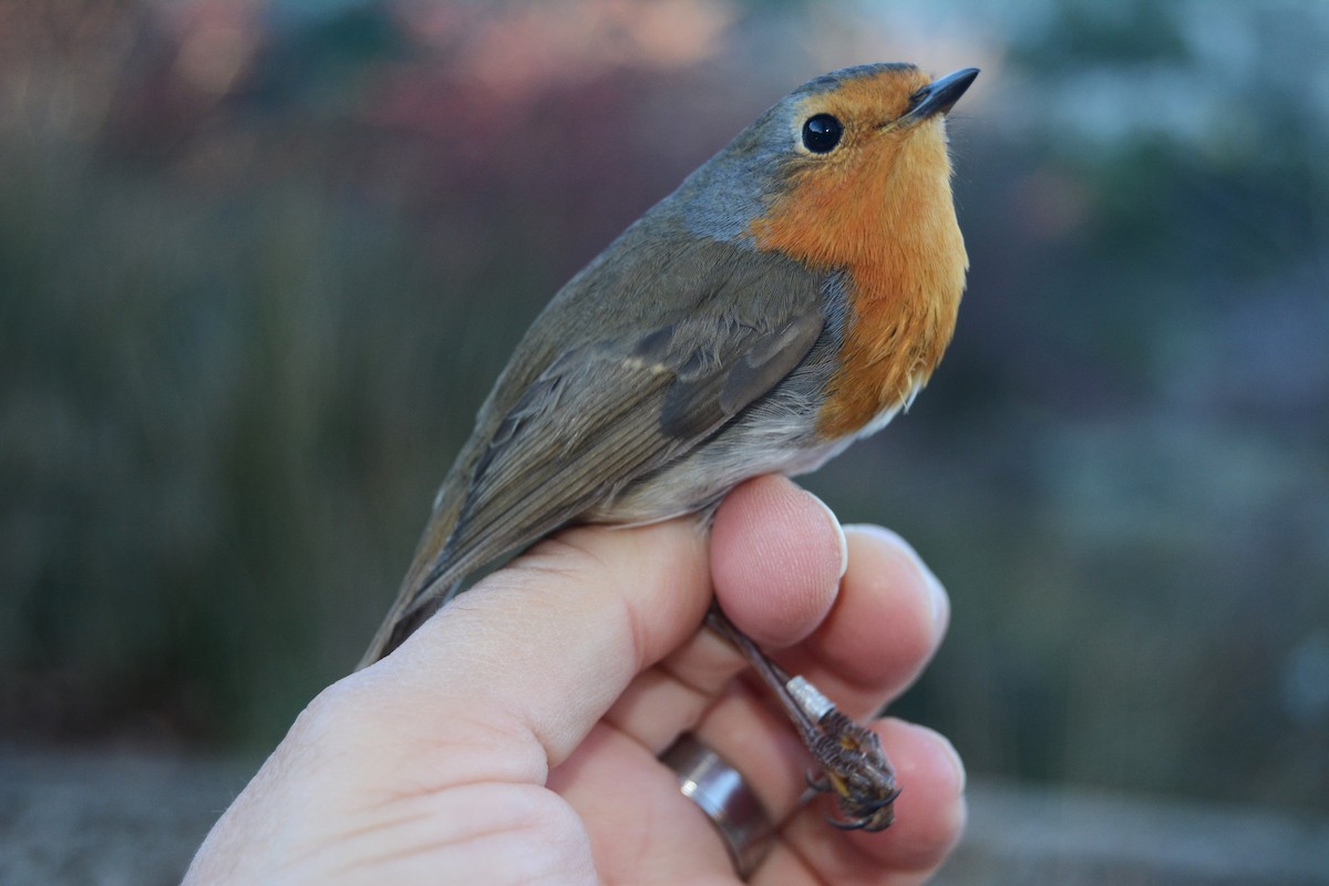 Rotkehlchen - ML646588430