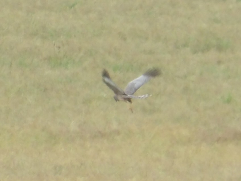 Spotted Harrier - ML646588433