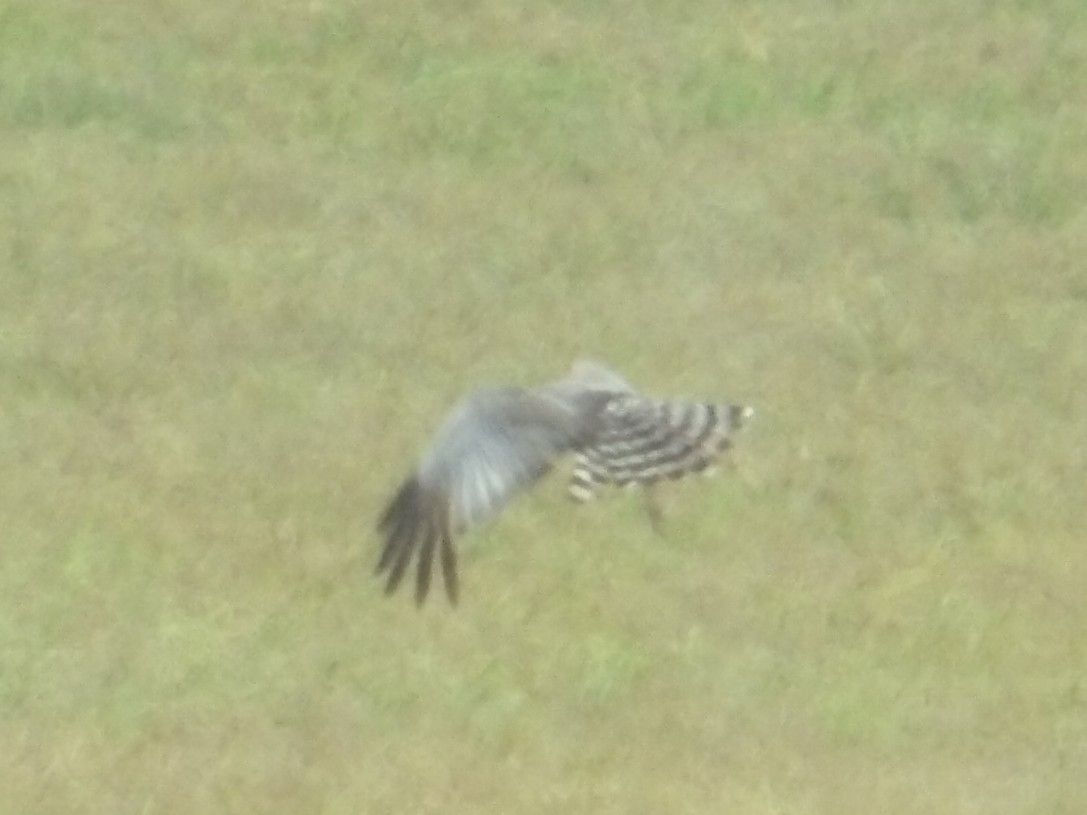 Spotted Harrier - ML646588434