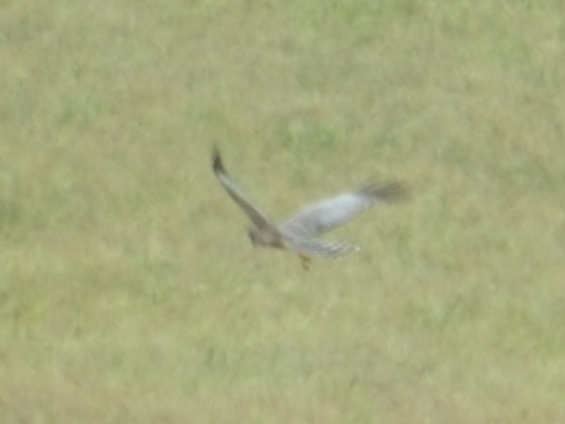 Spotted Harrier - ML646588435